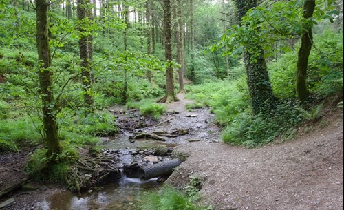 cardinham-woods-image